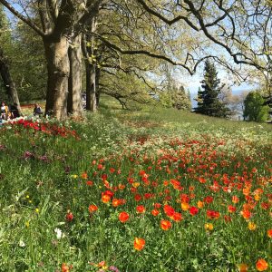 Tulpenblüte