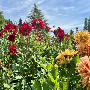 Dahlienblüte