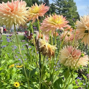 Dahlienblüte