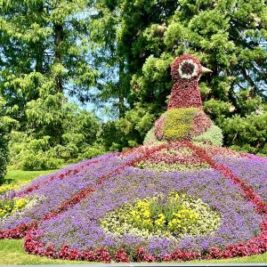 Mainau im August
